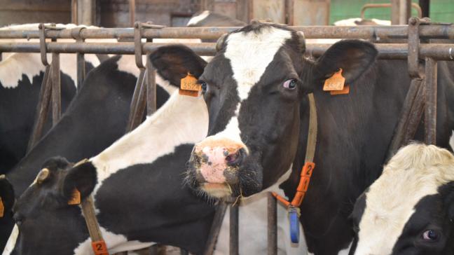La baisse du cheptel, entamée depuis plusieurs années, s’accélère sous l’effet de maladies animales, de la volatilité des marchés et des secousses géopolitiques.