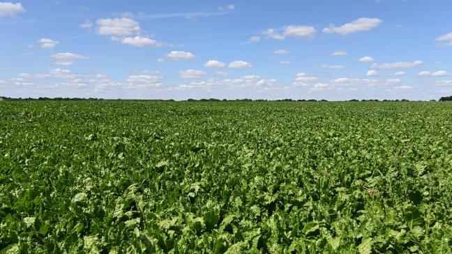 Le nombre de parcelles présentant les premiers symptômes de maladies foliaires augmente, passant de 40 % à 58 %.