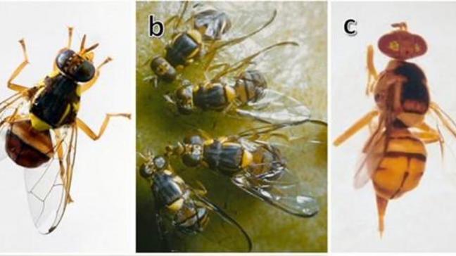 Au stade adulte, la mouche orientale des fruits mesure entre 0,8 et 1 cm, soit environ la moitié de la taille d