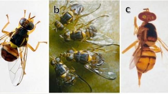 La mouche orientale des fruits est répandue dans les pays chauds d