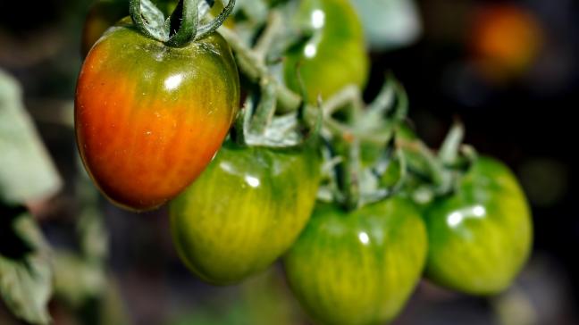 tomato-8140407