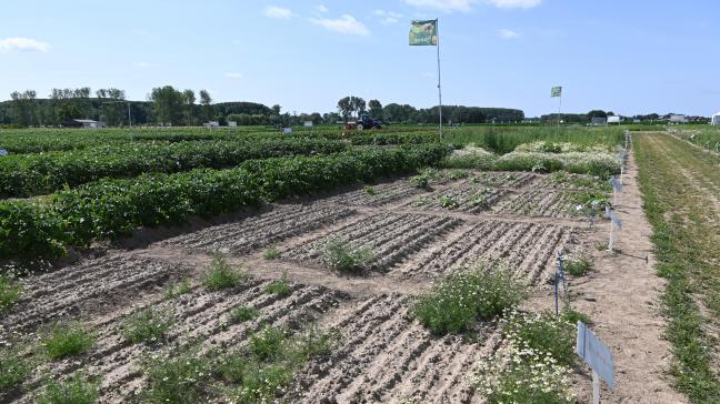 Dans un contexte de suppression de matières actives, le secteur phytopharmaceutique teste différents produits et combinaison de matières actives.