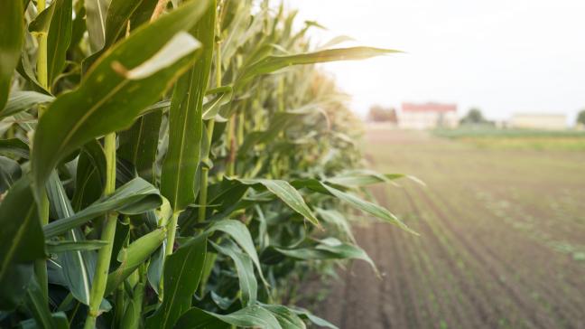 Le maïs grain a affiché un rendement inférieur de 10 % à celui de 2023, mais une production en très légère hausse (plus 2 %) grâce à l