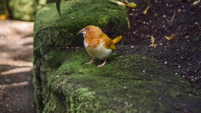 La commission estime à 37 milliards € par an le déficit de financement  pour atteindre les objectifs européens en matière de biodiversité.