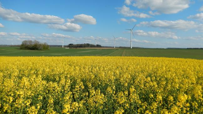 Cette année, peu d’attaques de boutons floraux par les méligèthes ont été observées avant la floraison, ce qui a donné des tiges bien fournies en siliques.