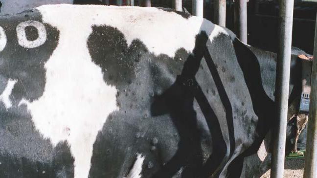 Cette maladie est reconnaissable notamment par les nodules cutanés qui se forment sur l’animal.