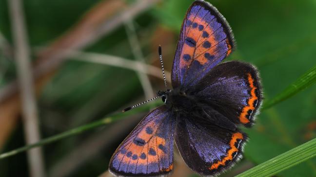 L’habitat idéal du Cuivré de la bistorte (Lycaena helle) combine prairies humides à bistortes, lisières forestières et zones peu exploitées