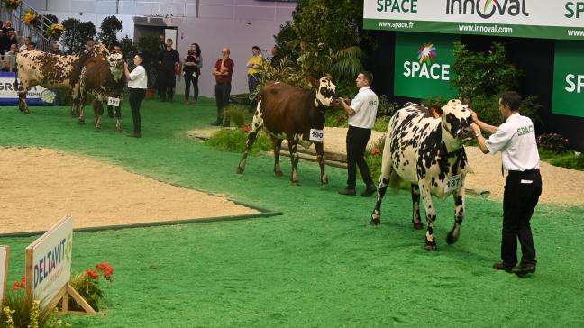 Cette édition sera le rendez-vous de la génétique avec trois jours de concours, de présentations animales et de ventes aux enchères.