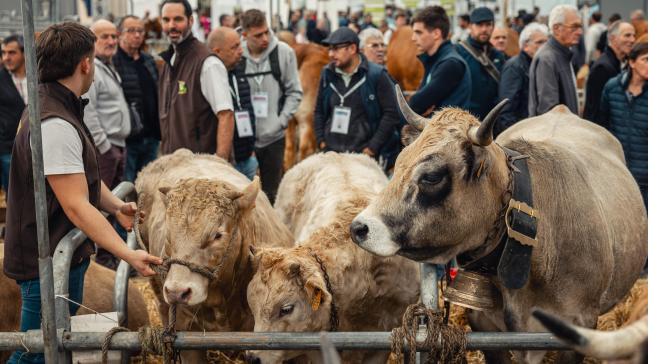 Ce salon réunira 22 raceslaitières et viandeuses de bovins.