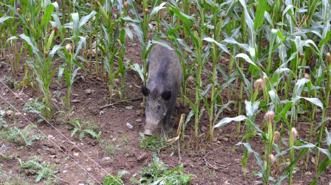 Le logiciel aide les experts agronomes à estimer au plus juste le montant  des dégâts de la faune sauvage.