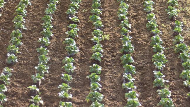La croissance est rapide. Les arrosages répétés permettent de maintenir de la fraîcheur dans les 15 premiers centimètre de sol sans risquer d