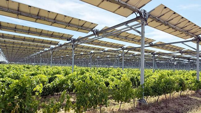 Chez Martine et Pierre Escudié, ce sont pas moins de 7,5 ha de panneaux photovoltaïques qui ont été installés afin de protéger la vigne.