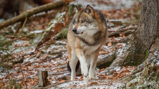 Le plan d'action a été discuté la semaine dernière après l'attaque de plusieurs poneys par un loup.