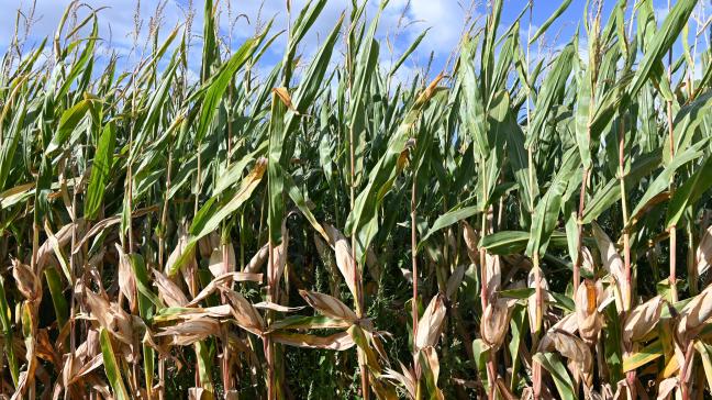 La météo actuelle a permis des gains  de 4 à 6 % de matière sèche  dans certaines localités !