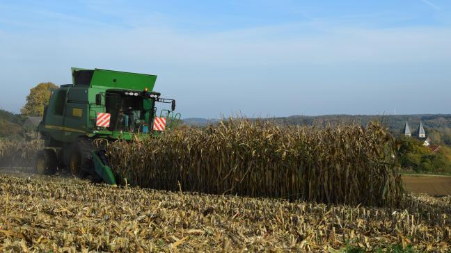 En maïs grain à sécher, les épis sont globalement bien remplis et les rendements devraient être satisfaisants. Actuellement, les parcelles sont encore saines et la fusariose des tiges est peu présente.