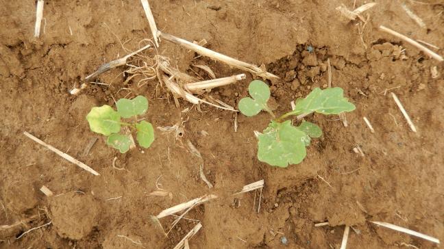 La légère décoloration d’une feuille de colza suite à l’utilisation de la clomazone en pré-levée et des pluies reçues après le traitement herbicideest un blanchiment passager, sans gravité, mais bien reconnaissable.