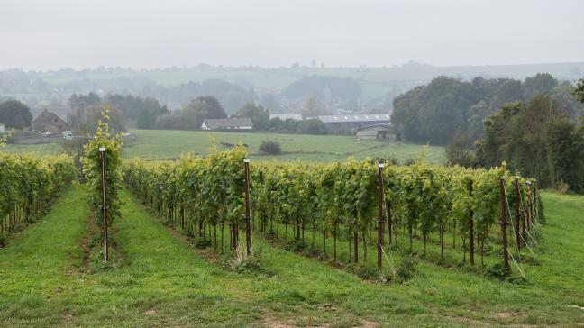 Des régions comme la Belgique, le sud de l’Angleterre ou la Pologne apparaissent comme les nouveaux bastions du vin européen.