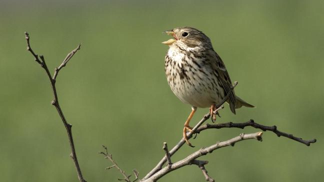 Le bruant proyer (Emberiza calendra), oiseau des champs emblématique  de nos territoires, enregistre un taux de déclin de 12,7 % par an depuis 2007.