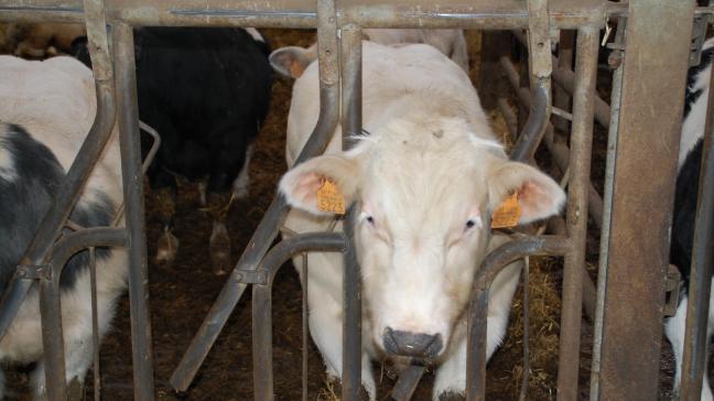 La contamination a surtout des conséquences sur le transport de bovins, ovins et caprins vers d’autres États membres.