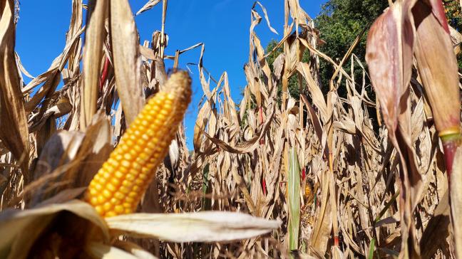 Sur le terrain, la perte d’humidité est marquée, s’expliquant probablement par l’effet persistant de la sécheresse.