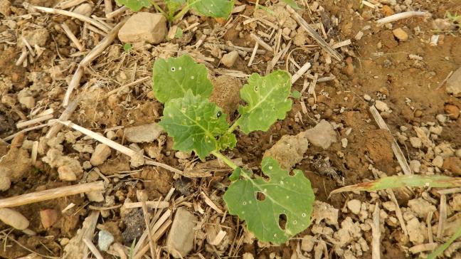 Les feuilles de colza peuvent présenter des morsures d’altises (trous ronds) et de limaces (trous irréguliers).