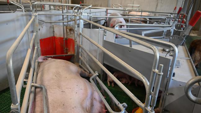 Les cages de maternité peuvent être modulées pour ensuite donner plus de liberté à la truie.