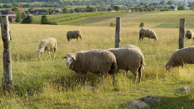Un réseau d’exploitants engagés dans la réduction de l’usage des pesticides sera mis en place afin de favoriser le partage d’expériences