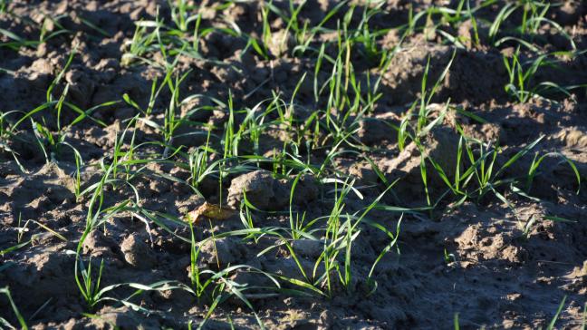 Le seuil d’intervention pour un traitement insecticide est atteint lorsque 10 % de plantes sont colonisées par au moins un puceron.