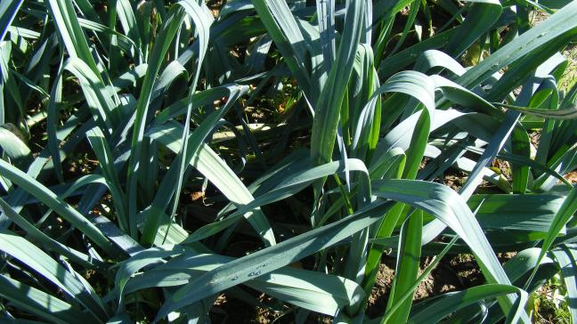 La densité de la population et la configuration de la parcelle sont deux aspects de l'aération du feuillage et la prévention de maladies foliaires.