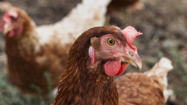 Afin d'empêcher la propagation du virus, les volailles présentes dans l'exploitation seront abattues.