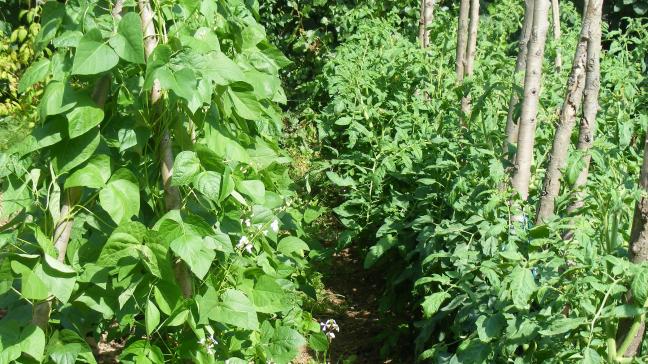 Des tuteurs solides permettent de gagner de la production par unité de surface. De plus, le feuillage des tomates et des haricots à rames sont ainsi bien aérés.