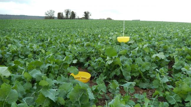 Le colza d’hiver présente, en général, un très bon développement compris entre 6 et 9 très grandes feuilles.