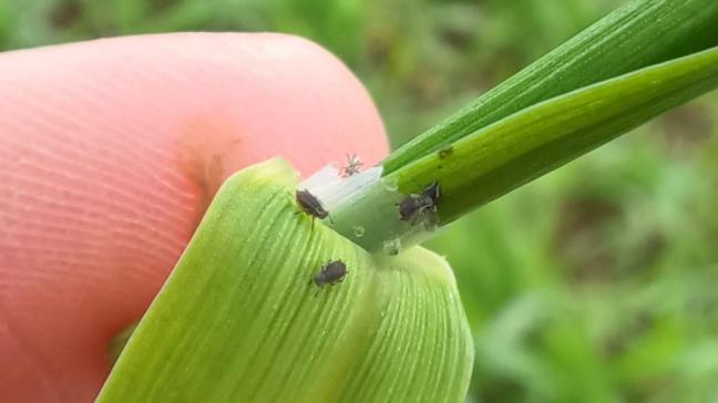 La situation semble stable pour le moment. Cependant, il faudrait prêter attention ces prochains jours puisque les températures vont repartir à la hausse.