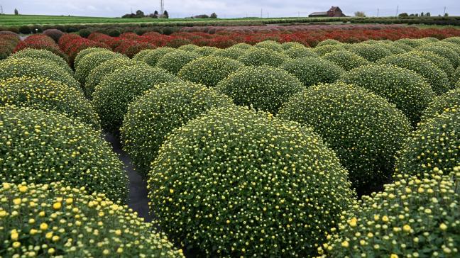 L’entièreté du mois d’octobre et la moitié du mois de novembre sont dédiés aux chrysanthèmes, qui fleurissent durant six ou sept semaines.