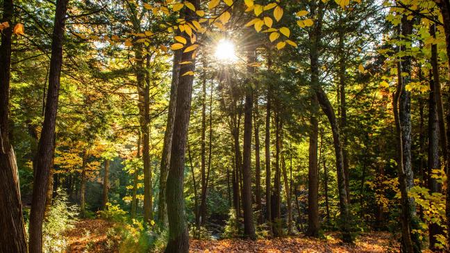 Les forêts jouent moins bien leur fonction de puits de carbone, à cause du réchauffement climatique.