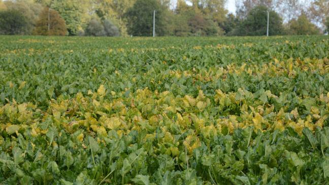 Pour les scientifiques, les agriculteurs ne peuvent  pas être les seuls à supporter le surcoût et  le risque associés aux alternatives.