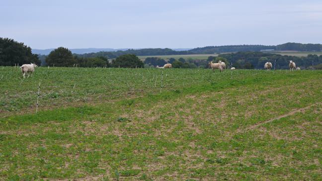 Les fils, bientôt de l’histoire ancienne avec la clôture virtuelle ? En tout cas, cette technologie s’avère prometteuse selon le Crédit agricole.