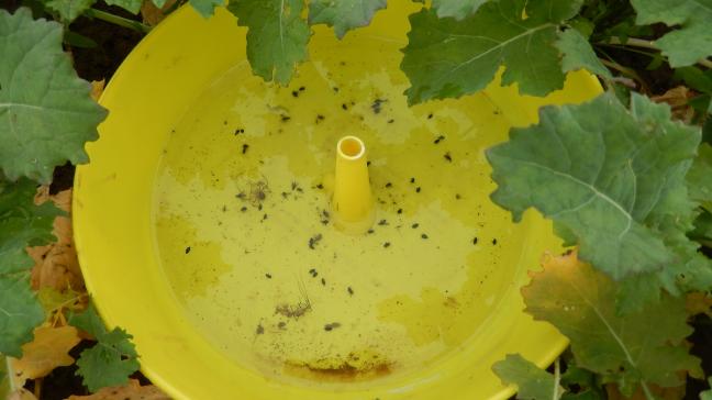 Les conditions pluvieuses et venteuses entrecoupées d’éclaircies ont été peu favorables aux vols d’insectes, au cours de la semaine écoulée.