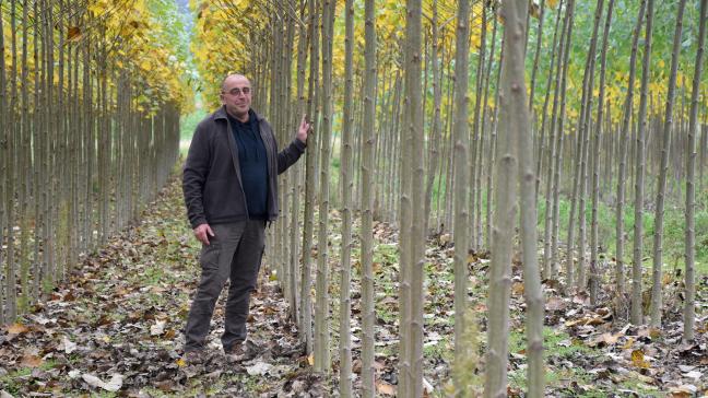 « C’est un bois clair, léger, facile à travailler », dit, du peuplier, Benoît Demarbaix.