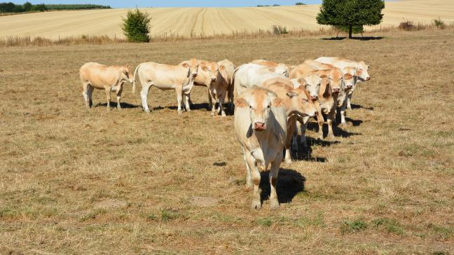 Les pertes annuelles dans l’agriculture pourraient atteindre plusieurs dizaines de millions d’euros, selon l’étude.
