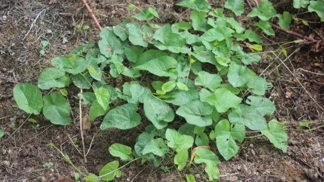Les liserons se développent plutôt tardivement dans l’année et sont en pleine ampleur en fin d’été.