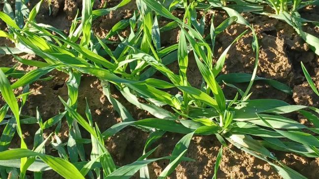 Les conditions météorologiques prévues pour les prochains jours devraient empêcher le développement des populations de pucerons dans les cultures.