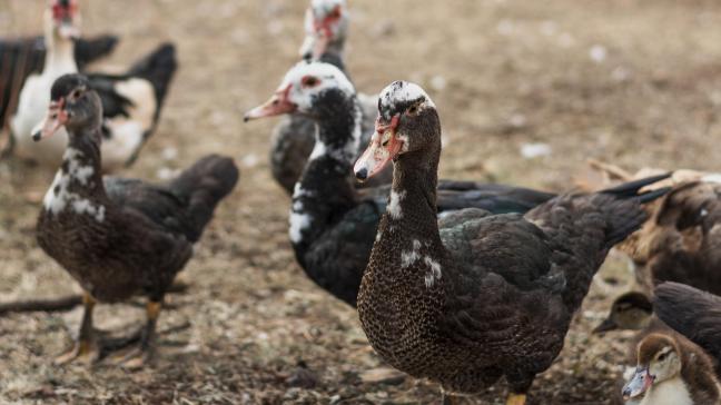 Dès 2026, la collecte des données débutera chez les autres animaux producteurs de denrées alimentaires (petits ruminants, canards, lapins, poissons).