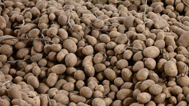 La germination est particulièrement précoce cette année, et les gazages ont déjà commencé.