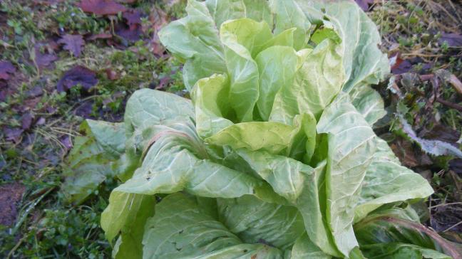 Les épluchures, les feuilles de choux, de laitues ou de chicorées sont des déchets verts et humides. Ils peuvent constituer en volume la moitié des apports.