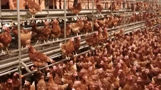 L’éleveur a opté pour un système en étagères et pour des Led blanches et rouges à l’intérieur de son bâtiment.