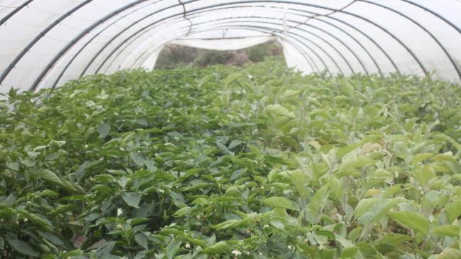 C'est entre deux saisons de culture que la serre peut être nettoyée le plus facilement. Cela permet d’éliminer les débris végétaux qui hébergent des oeufs de ravageurs et des spores de maladies.