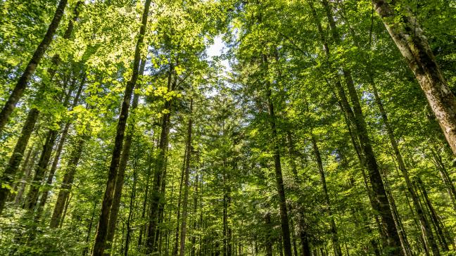 Suite au vote, les ONG environnementales ont dénoncé un enchaînement de renoncements.