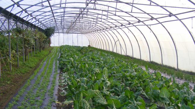 Les tuyaux d'irrigation sont à nettoyer pour enlever les dépôts minéraux et déloger les biofilms accumulés. Deux objectifs recourant à des produits complémentaires à utiliser l'un après l'autre.