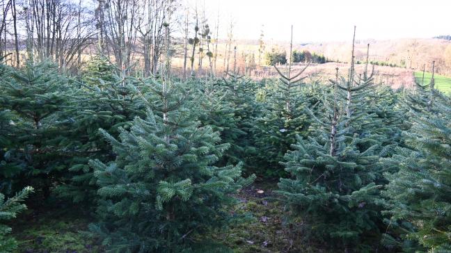 Depuis 35 ans, le ferme Dubois propose des sapins de Noël. Le Nordmann reste la préférence de la clientèle.